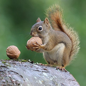 Squirrel holds a Nut