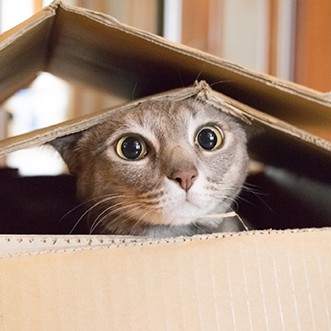 Cat playing Peek a Boo in a box