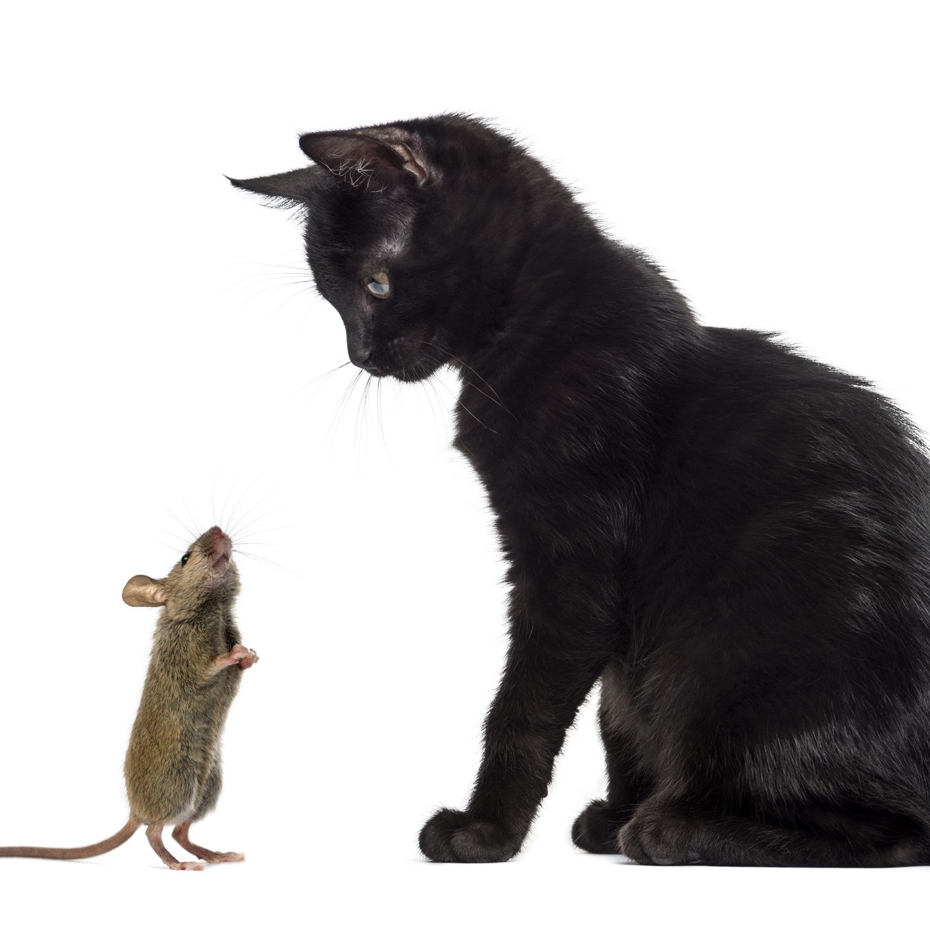 Black kitten sitting and looking at a mouse sniffing him