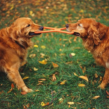 Golden Retrievers playing tug-of-war with toy in garden