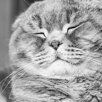 Scottish Fold cat with eyes closed. Black and White.